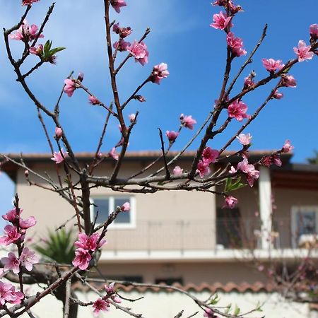 Residenza Anna Calabria Bed and Breakfast Briatico Buitenkant foto